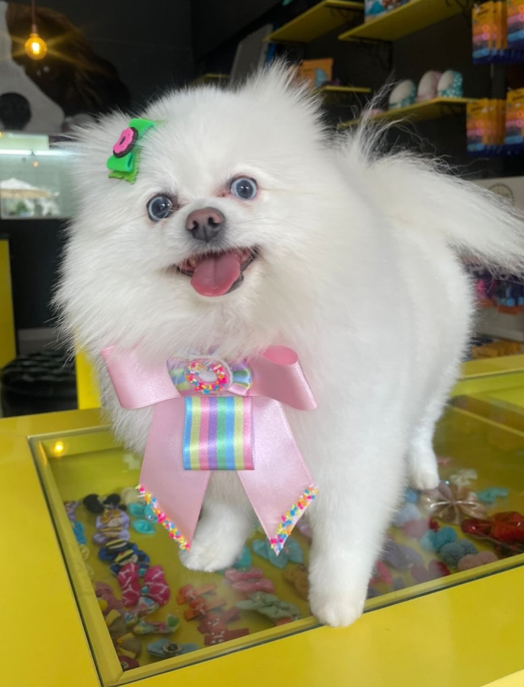 Lambe Lambe Pets