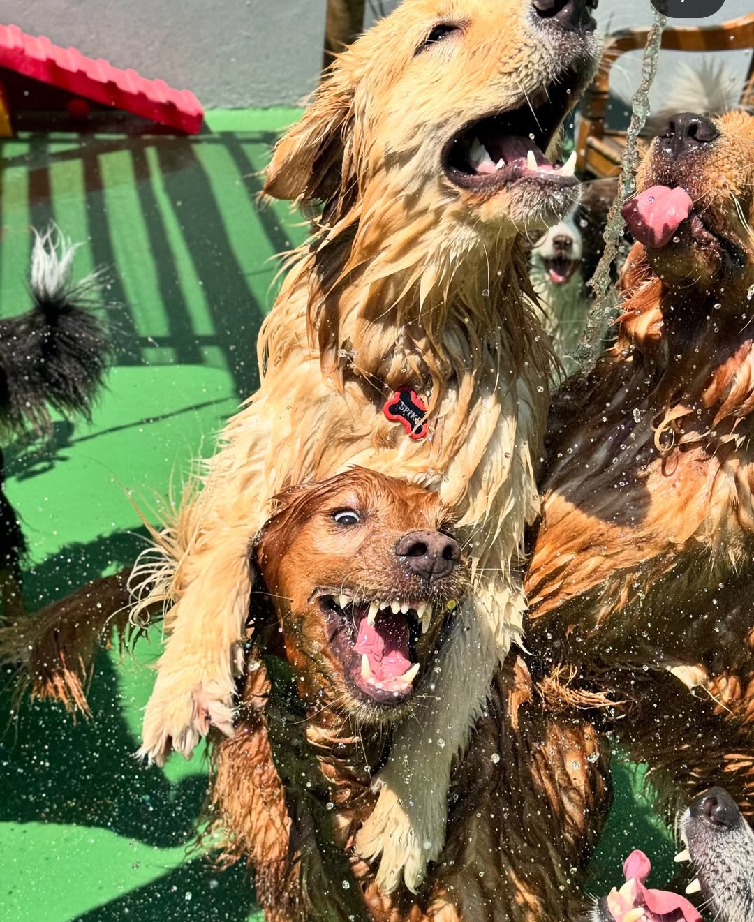 Vivenda Pet Care