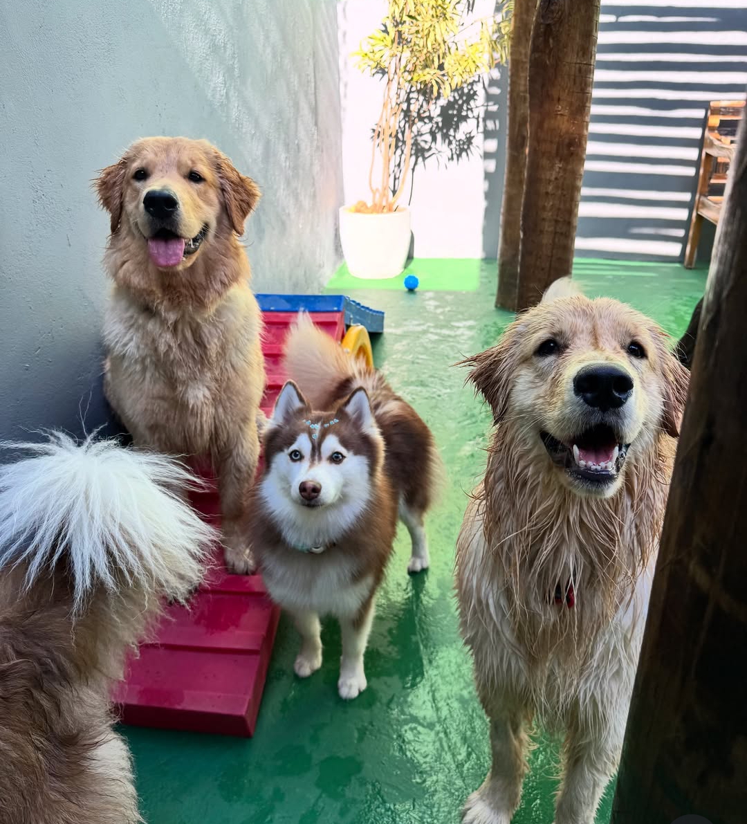 Vivenda Pet Care — foto 2