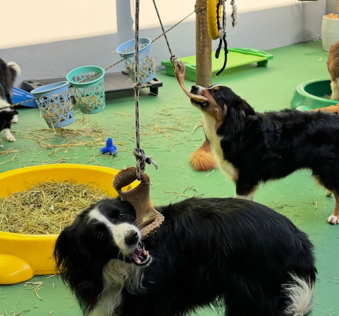 Vivenda Pet Care — foto 3
