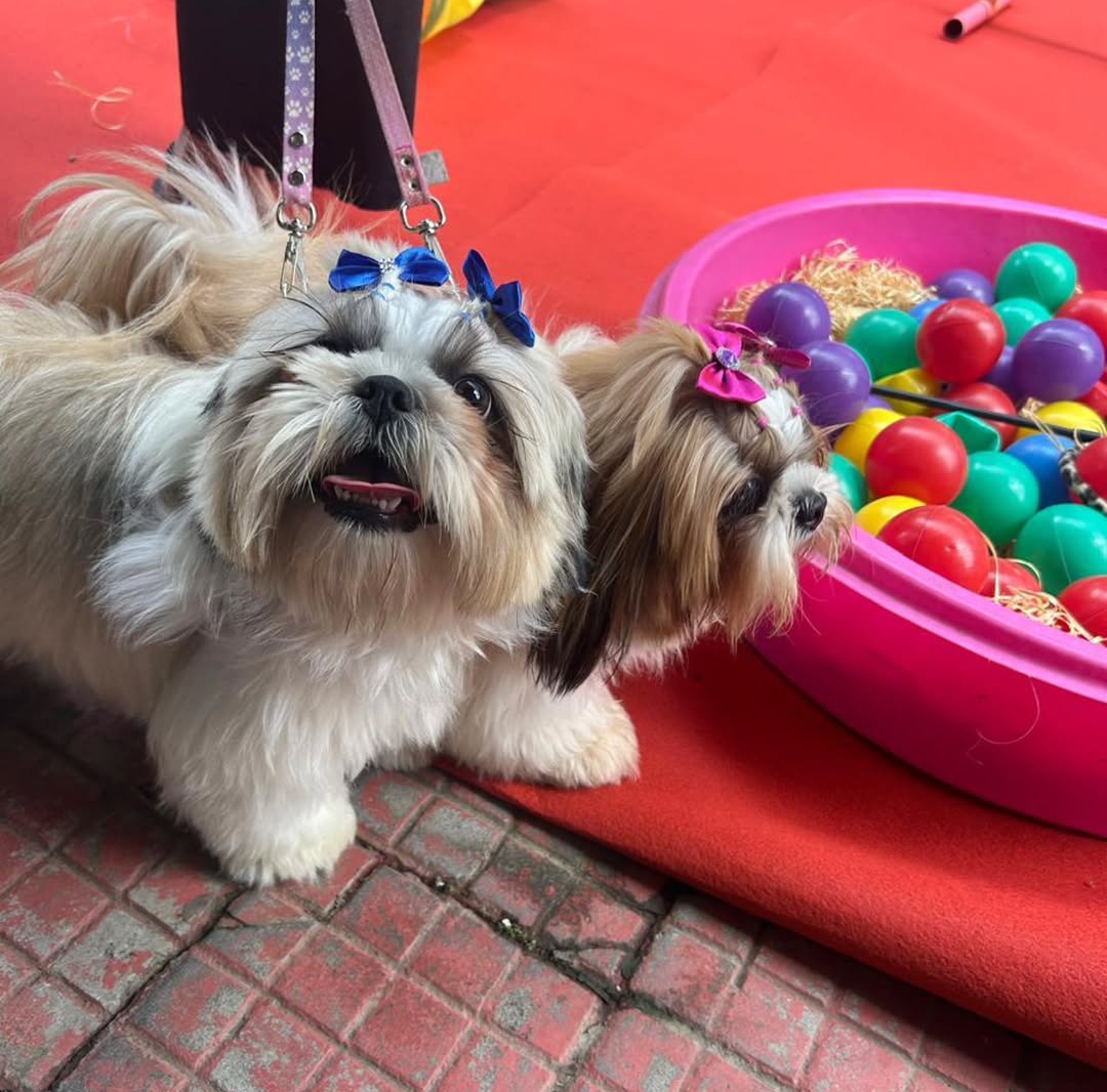 Clínica Veterinária Popular Buritis  — foto 2