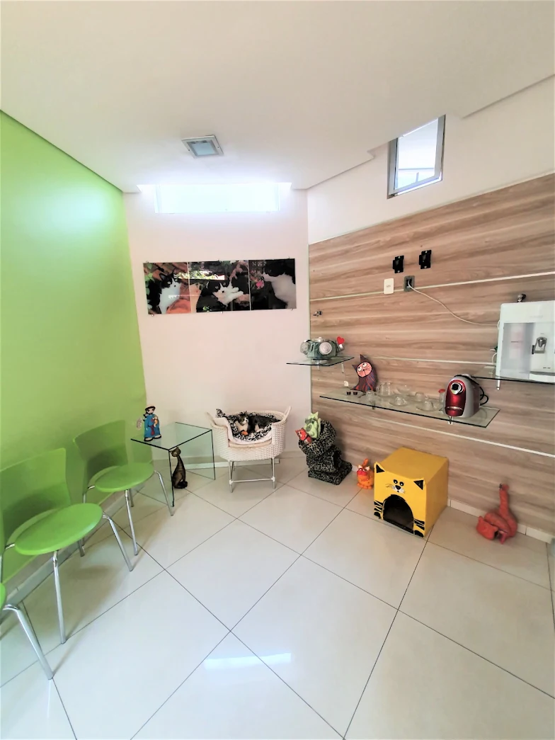 Gato Leão Dourado — foto 2